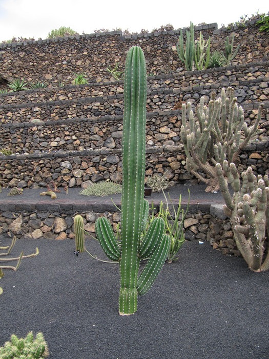 IMG_4645 - Jardin de cactus