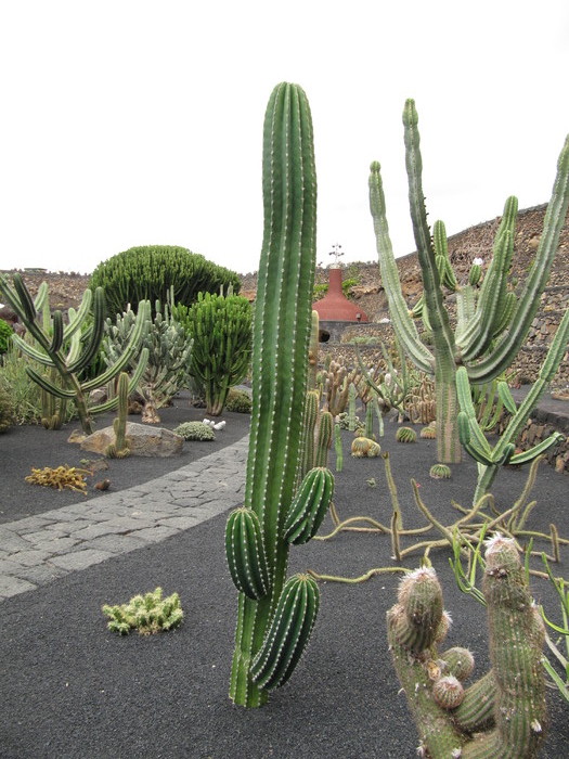 IMG_4646 - Jardin de cactus