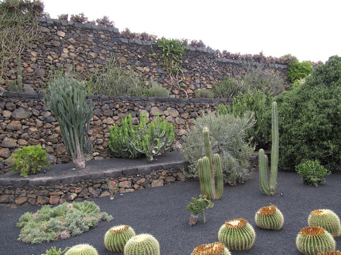 IMG_4647 - Jardin de cactus