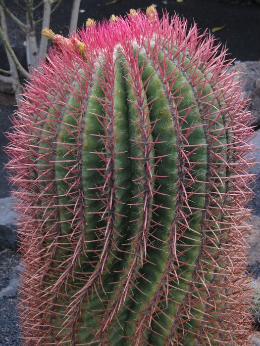 IMG_4649 - Jardin de cactus