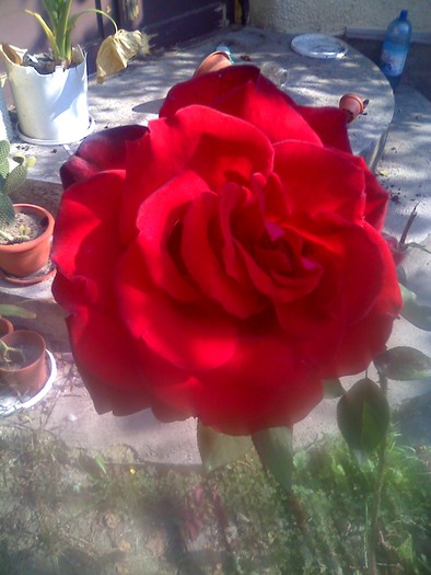 trandafir - Toamna