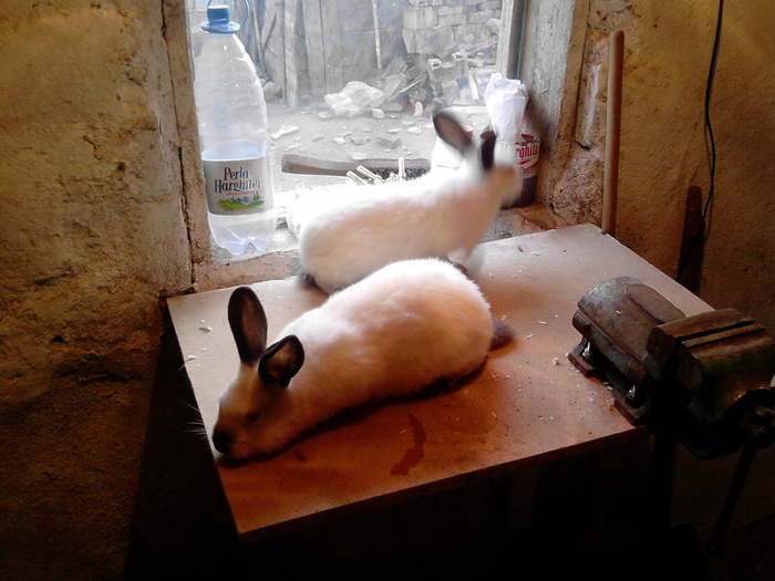 P231010_16.59_[01]; tot ele
