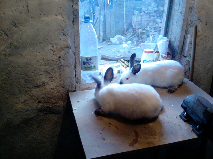 P231010_16.59_[02]; tot ele
