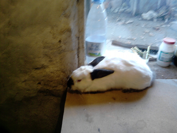 P231010_17.02; masculul meu
