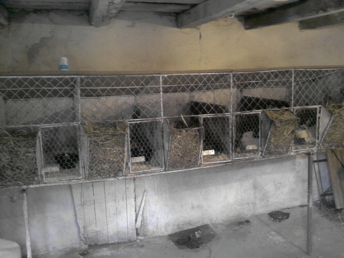 P231010_17.04; custile mele
