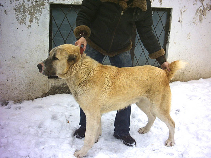 Boszporuszi Naptuz Sandy - Pedigree Athos