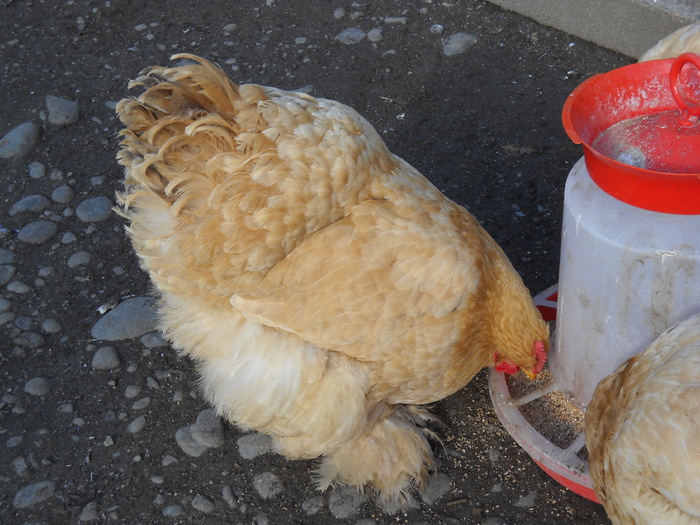 papica lui nea Cornel - pasari