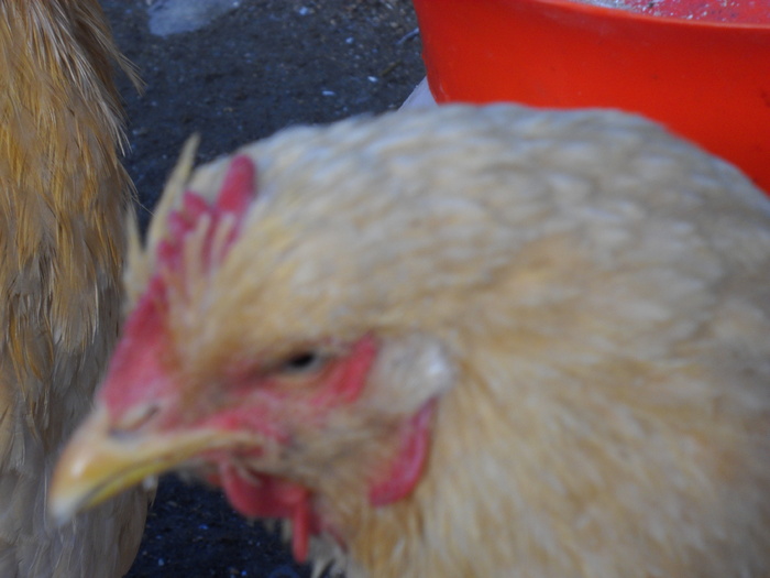 cap de .......a doua zi(asa-i la baut)