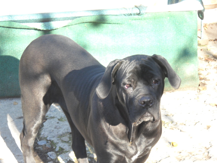 stapane,stapane, mai chiama si...