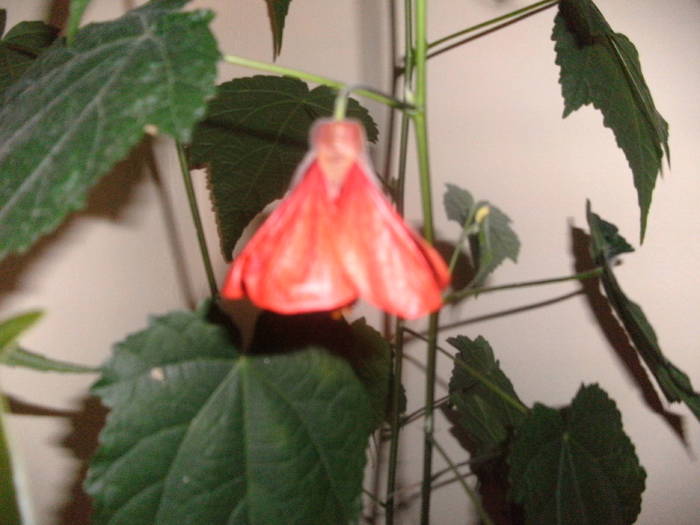 Abutilon - Florile mele 2010-2011