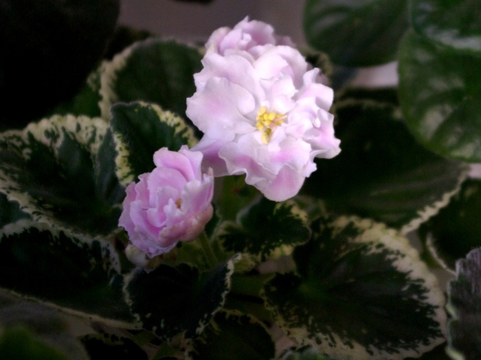Pink Sensation - A 2010 - 29-30-31 Octombrie Expozitie Violete Africane