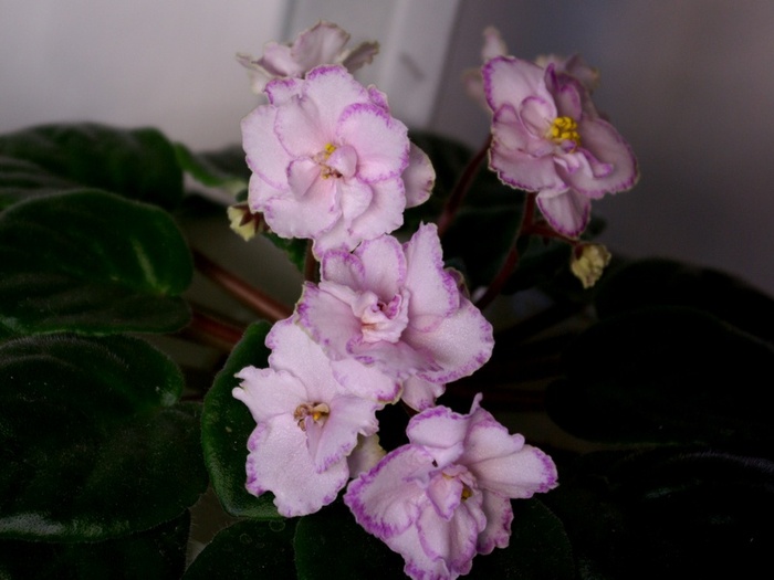 Kazumi - A 2010 - 29-30-31 Octombrie Expozitie Violete Africane