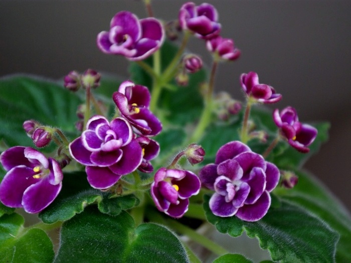 SG101874 - A 2010 - 29-30-31 Octombrie Expozitie Violete Africane