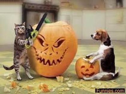 cat and a dog with pumpkin - halloween