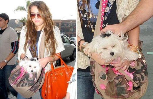 miley-cyrus-si-adorabila-ei-catelusa-sophie[1] - poze catelul LUI  MILEY