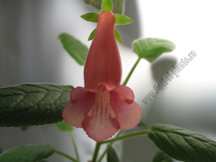 Sinningia Amanda  s Penny 4 - GLOXINIA _ SINNINGIA