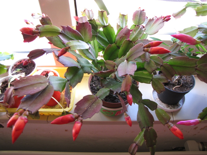 Schlumbergera rosie 24 oct 2010