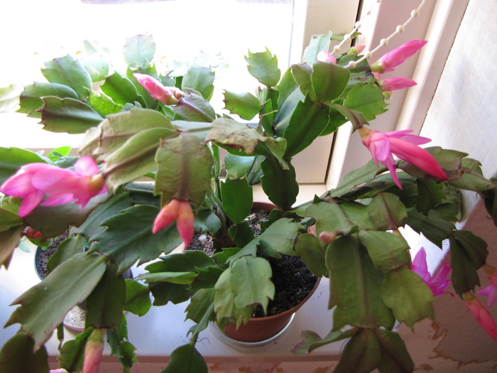 Schlumbergera ticlam 24 oct 2010 - schlumbergera si rhipsi