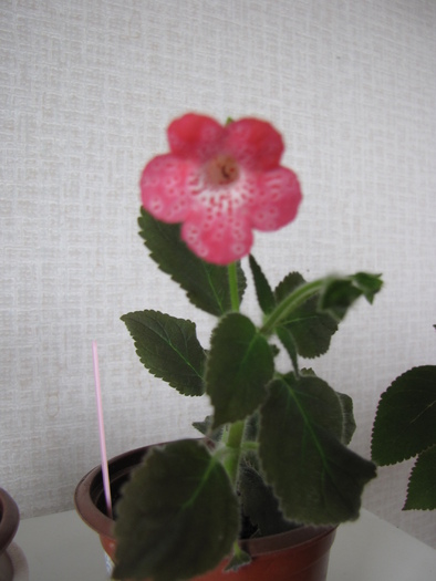 Kohleria Sunshine 6 oct 2010 - kohleria