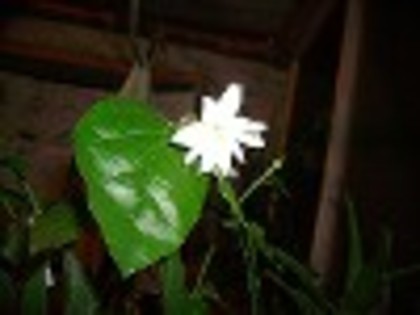 jasminum sambac de la Mihaela