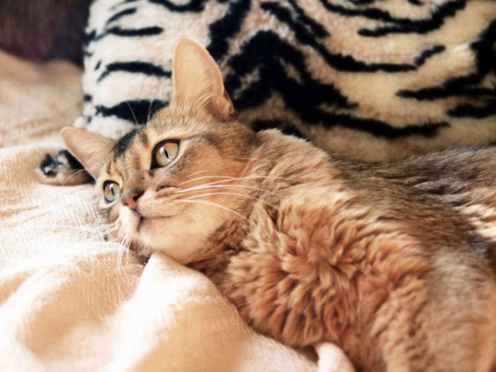 19770329_NEHKNAAUG[1]