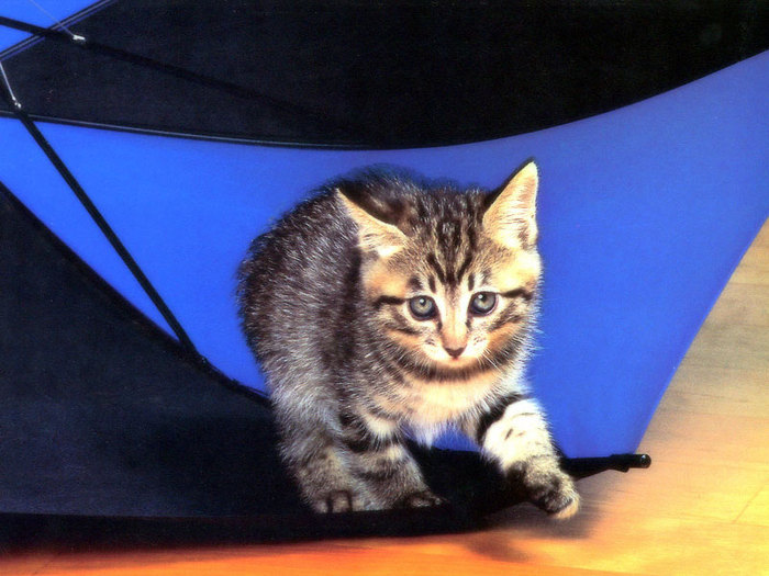 19770363_FSIIJEOFD[1] - Imagini cu pisici