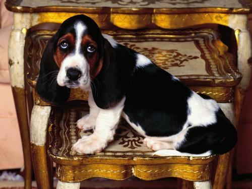 Catei Poze Caini Dogs Wallpapers Basset Hound - Imagini cu caini