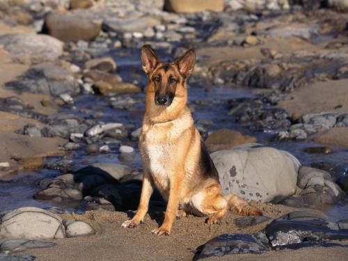 Catei Poze Caini Dogs Wallpapers Shepherd