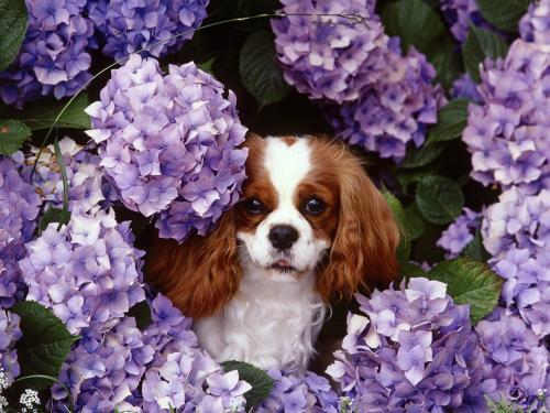 Dogs Wallpapers King Charles Spaniel