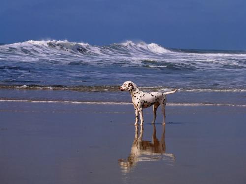 Poze Caini Dalmatieni la Mare Catei pe Litoral Wallpapers