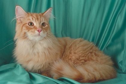Maine-Coon-5636