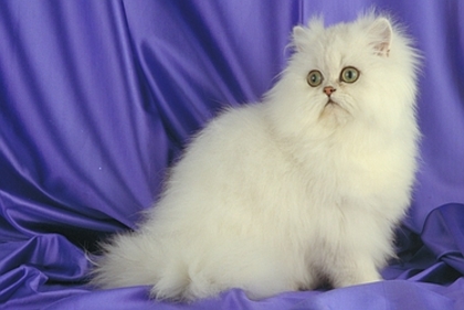 Persian-5650 - Imagini cu pisici