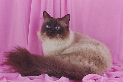 Birman-5608 - Imagini cu pisici