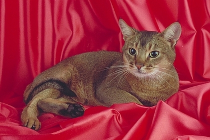 Abyssinian-5595 - Imagini cu pisici