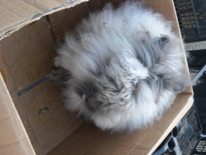 iepuras angora