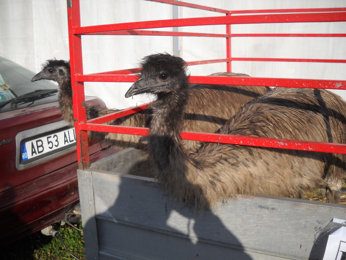 capete de Emu