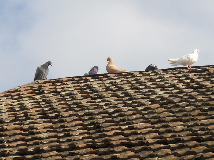 dupa zbor, pe casa dupa zbor, pe casa