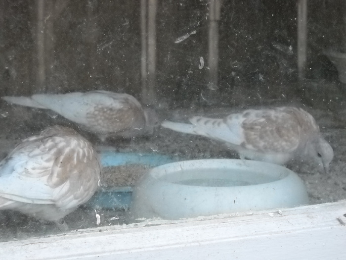 ...in noul locas...la Orhei ...in noul locas...la Orhei