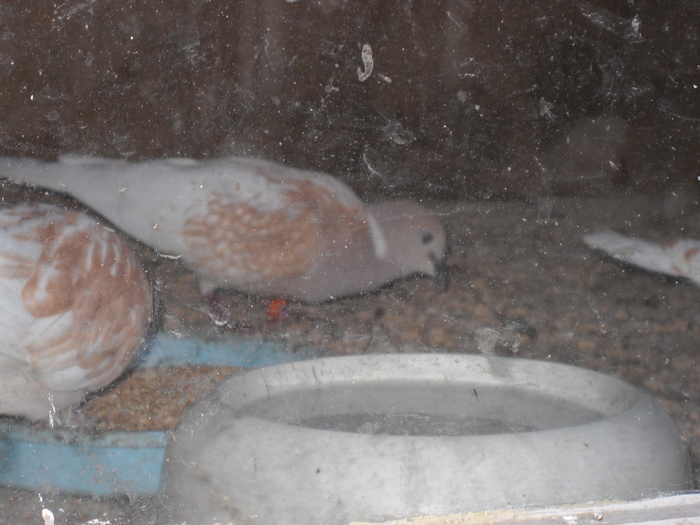 luam ceva papica..ca... luam ceva papica..ca...