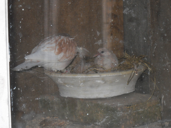 ........avem si pui de crescut ........avem si pui de crescut