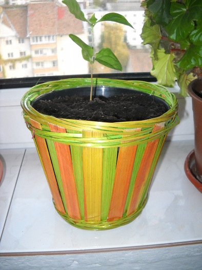 arbore de cafea de la MEME - FLORI DIVERSE