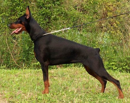 doberman; picioarele din spate sunt mai scurte iar cele din fata sunt mai lungi asta face ca cainele e mai rau
