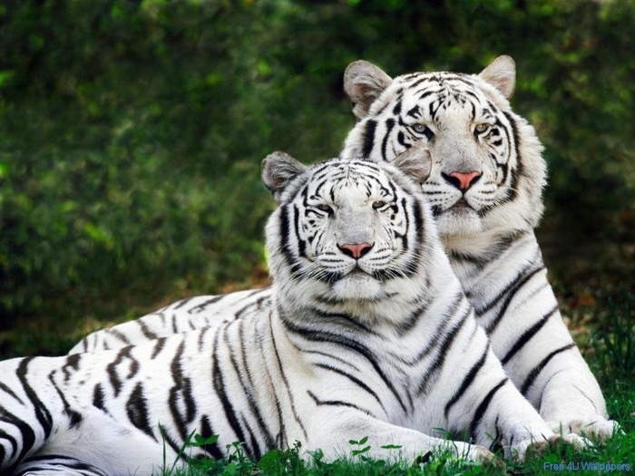 poze_animale_salbatice-tigri-albi - Feline salbatice