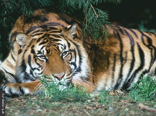 tiger - Feline salbatice