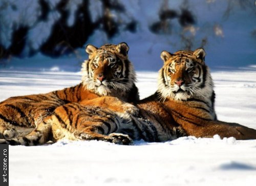 tiger2 - Feline salbatice