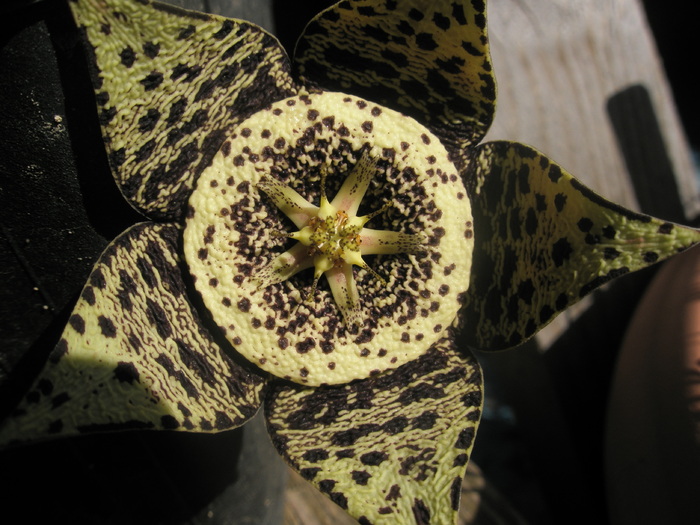 Stapelia variegata - macro - Stapelia variegata