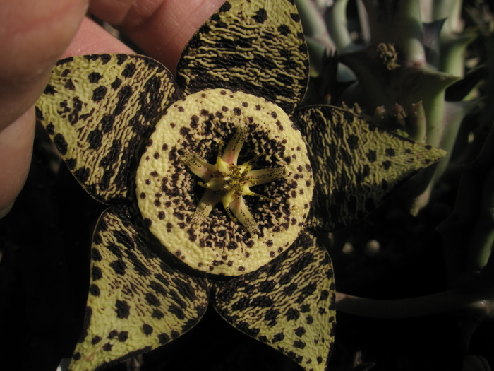 Stapelia variegata - 24.10 - Stapelia variegata