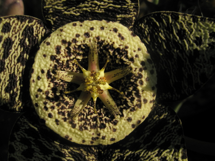 Stapelia variegata - centrul