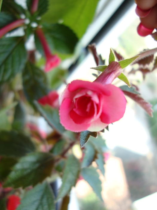 stan s delight - 2010 abutilon