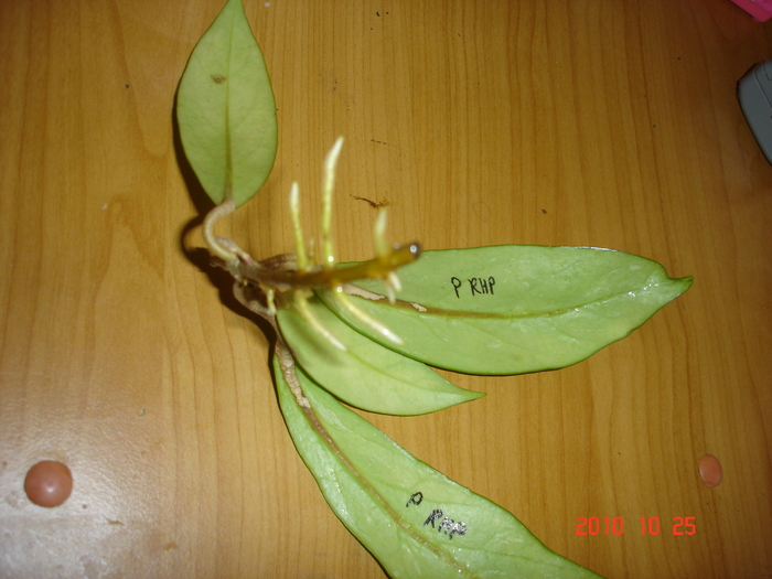 25.10.2010 - Hoya pubicalyx RHP